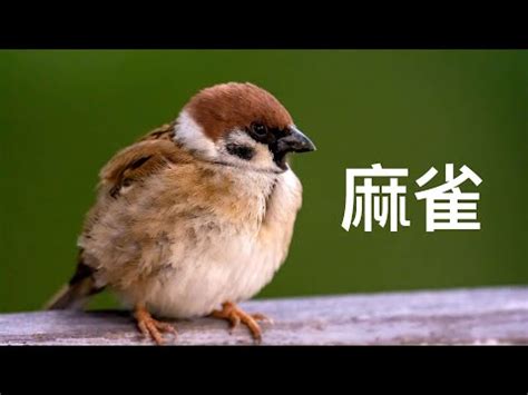 麻雀飛進家裡|【麻雀飛進家裡怎麼辦】麻雀亂入家園求救指南！快速。